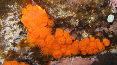 Astroides calycularis